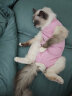 欢宠网宠物猫咪绝育服猫手术服母猫衣服断奶术后恢复幼小猫猫透气防舔衣 实拍图