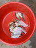 川澤南極磷蝦粉濃腥釣魚專用餌料野釣黑坑四季通用鯽魚餌蝦餌打窩釣餌 南極磷蝦粉【一瓶裝280g】 曬單實(shí)拍圖