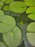 蝶遇睡蓮池塘養殖水生水培植物四季睡蓮花苗種根水養花卉庭院盆栽開(kāi)花 混色睡蓮種苗 10 裸根不帶土 曬單實(shí)拍圖