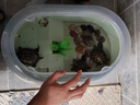 森森養烏龜專(zhuān)用缸家用龜缸烏龜飼養缸小烏龜專(zhuān)用缸爬臺曬臺烏龜缸 大號綠色【502x330x236mm】 曬單實(shí)拍圖