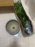 秋穎紅豆衫苗南方曼地亞紅豆杉盆景植物室內(nèi)除味盆栽紅豆杉樹凈化空 公母60-80厘米2顆不帶果不帶盆 曬單實(shí)拍圖