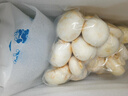 壹萌果蔬口蘑新鮮【順豐冷鏈】雙孢菇鮮菌菇白蘑菇菌菇口菇 【精選AA+級】500g 曬單實拍圖