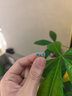 炙真銀樓990純足銀耳釘女簡約潮流氣質(zhì)養(yǎng)耳小眾綠松石2024耳骨釘小巧耳飾 綠松石耳釘（直徑5mm） 曬單實拍圖