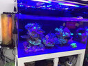 施特馳（SEATORCH）刮藻刀海水缸珊瑚缸除藻刀器養魚(yú)缸海水族清潔淡水通用品 GZ-700鈦合金(5級伸展耐用耐腐蝕） 曬單實(shí)拍圖