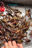 京品魚蝦網(wǎng)籠地網(wǎng)籠龍蝦網(wǎng)地龍魚網(wǎng)籠漁網(wǎng)捕魚網(wǎng)籠蝦籠黃鱔籠甲魚籠 3.4米17節(jié)10門+贈品(今天發(fā)貨) 曬單實拍圖