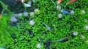 奈寵水草泥生態(tài)魚(yú)缸專(zhuān)用水草泥凈水造景底砂水草種子免洗營(yíng)養土 水草泥3斤*1袋 +送小對葉種子 曬單實(shí)拍圖