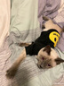 Lanswood狗狗貓咪衣服潮牌秋冬小奶貓防掉毛笑臉衛(wèi)衣貓咪狗狗冬季中小型犬 黑色 L(背長(zhǎng)25cm胸圍40cm) 曬單實(shí)拍圖