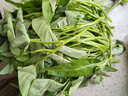 綠源禾心有機空心菜新鮮采摘通菜心青菜蕹菜藤藤菜農(nóng)場時令健康無農(nóng)殘蔬菜 一斤 曬單實拍圖