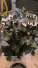急兔 迷你小玫瑰花苗盆栽室内外阳台花卉好养绿植物颜色随机原盆土 晒单实拍图