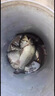 老鬼拉個(gè)球拉絲粉野釣大球散裝水溶釣魚(yú)專(zhuān)用小麥蛋白餌料競技野釣黑坑 【拉個(gè)球】250克/1瓶 曬單實(shí)拍圖