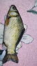 浪華 仿生魚筆袋創(chuàng)意鮮活海魚個(gè)性鯽魚學(xué)生搞怪文具袋咸魚筆包 1條河鯽魚新 曬單實(shí)拍圖
