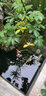 FFCLEANER硝化細菌魚(yú)池專(zhuān)用錦鯉池大桶生物活菌硝化菌凈水除腥em活性消化菌 除藻王5L/桶 曬單實(shí)拍圖