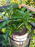 丁香花 盆栽 狗牙丁香花苗 丁香花樹(shù)苗 室內(nèi)種植 庭院種植都可以 中盆2-3顆苗帶花發(fā)貨 不含盆 曬單實(shí)拍圖