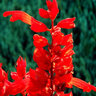 花沃里一串紅花種子約200粒 花卉種子四季草種家庭盆栽土陽(yáng)臺庭院草籽 曬單實(shí)拍圖