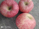 慶陽(yáng)蘋(píng)果 QINGYANG APPLE紅斯尼克蘋(píng)果新鮮人類(lèi)第四個(gè)蘋(píng)果不套袋蘋(píng)果寧縣蘋(píng)果脆甜 12枚裝 12枚 禮盒（中果70mm左右） 曬單實(shí)拍圖