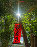Only you【兩小時(shí)達】發(fā)財樹(shù)搖錢(qián)樹(shù)龜背竹綠蘿盆栽大型植物公司門(mén)口開(kāi)業(yè) 三叉幸福樹(shù)+常春藤 曬單實(shí)拍圖