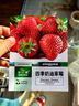 奶油草莓種子易結果好種易活陽(yáng)臺室內外盆栽耐寒草莓蔬菜種子大全 紅草莓種子【1包 約200?！?曬單實(shí)拍圖