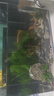 西游水族魚缸水族箱客廳小型迷你桌面免換水生態(tài)造景小金魚缸熱彎超白玻璃 長40*寬22*高25-水秀青山款造景全套 曬單實拍圖