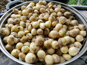 辰實(shí)四川苦藠 苦藠頭新鮮小根蒜苦芥苦叫小蒜頭 茭頭 1斤 曬單實(shí)拍圖