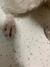 迪普爾貓指甲剪寵物泰迪貓咪指甲剪指甲鉗小中大型犬狗剪指甲刀用品* 美容四件套 曬單實(shí)拍圖