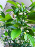 壹植正宗皇帝柑樹(shù)苗純甜帶果南方北方種植地栽砂糖無(wú)核廣西紅光臍橙苗 精選皇帝柑樹(shù)苗高40-70cm1棵L 60cm(含)-69cm(含) 曬單實(shí)拍圖