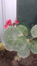 大花天竺葵花苗重瓣花卉庭院陽(yáng)臺四季盆栽花期帶花苞發(fā)貨 #19號色 天竺葵苗1顆 曬單實(shí)拍圖