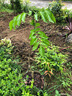 廣西黑黃皮苗純甜嫁接無(wú)核黃皮樹(shù)苗南方種植盆栽地栽正宗當年結果 黑金剛黃皮(當年結果) 三年苗（原土原杯帶葉發(fā)貨） 曬單實(shí)拍圖