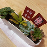綠蔭巷子多肉植物帶盆組合盆栽新手好養活仙人掌辦公室內桌禮品小綠植 圓瓷盆【一片心】+龍貓擺件組合 曬單實(shí)拍圖