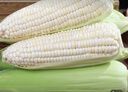 京營(yíng)新鮮白糯玉米現摘嫩牛奶水果甜玉米鮮糯玉米棒子生苞米包谷苞谷棒 曬單實(shí)拍圖