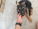蒂瑞科純種德牧幼犬弓背黑背德國(guó)牧羊犬活體大型狼狗獵犬寵物狗 血統(tǒng)級(jí) 曬單實(shí)拍圖