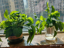 若綠大綠蘿盆栽綠植花卉水培觀(guān)葉長(cháng)藤室內清新空氣植物源頭直發(fā)包郵 綠蘿+白色螺紋盆 曬單實(shí)拍圖