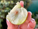 玫梔山西蟠棗 新鮮水果蜜罐冬棗脆甜棗即食盛過(guò)新疆云南中秋節禮盒裝 2.5斤 果王禮盒裝 （單果31-50g） 精選A+精選老樹(shù)果 曬單實(shí)拍圖