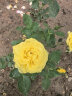 墨一藤本月季爬墙玫瑰蔷薇庭院四季开花 黄金庆典1.5-1.6M 源头直发 实拍图