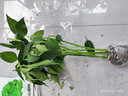 京農(nóng)研農(nóng)科院蔬菜苗水果番茄苗辣椒苗甘藍(lán)圓茄黃瓜草莓秧苗壯苗菜種籽孑 小米辣苗 6棵 曬單實(shí)拍圖