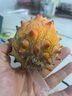 裕農(nóng)叔【JD順豐速發(fā)】火參果水果刺角瓜火星果海參火生果顆時(shí)令生鮮 8枚裝（80%選擇-超劃算） 商超級大果250-300g 曬單實(shí)拍圖