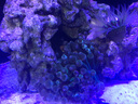 ?？麩晒饩G紅?？汉骶G地毯小丑魚(yú)共生?？涹w魚(yú)缸奶嘴 紫頭奶嘴展開(kāi)15厘米（綠奶品種） 曬單實(shí)拍圖