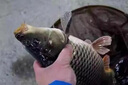 老偏方鯉魚(yú)方塊餌料釣鯉魚(yú)鯽魚(yú)爆炸鉤專(zhuān)用掛餌薯香甜味腥香打窩料通殺 單包裝【內含16塊】薯香 曬單實(shí)拍圖