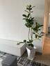 手耕田網(wǎng)紅孟加拉榕盆栽大型綠植黃金榕高山榕樹室內(nèi)客廳落地橡皮面包樹 孟加拉榕樹1.6-1.8m高白色菱形 帶盆栽好 曬單實(shí)拍圖