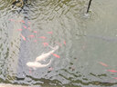 森森魚池吸污機池塘清理過濾器泳池吸污器吸魚糞便器魚池底部吸污機 CPS101/10m管5米伸縮桿 1700瓦 曬單實拍圖