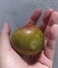 澤鮮達味帝李新鮮 恐龍蛋李子新鮮紅肉特產(chǎn)紅布林脆李當季孕婦水果 1斤裝 曬單實(shí)拍圖