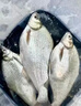 祥釣翁鳊魚(yú)專(zhuān)用餌料專(zhuān)釣武昌魚(yú)扁魚(yú)餌料濃腥特腥魚(yú)餌夏季通殺釣鳊魚(yú)餌料 【1包裝】 曬單實(shí)拍圖