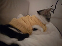 華元寵具（hoopet）貓咪衣服秋冬保暖防掉毛小狗狗衣服比熊德文布偶幼貓棉衣寵物冬裝 富貴兔毛小外套黃【內(nèi)里加絨】 2XL：胸圍55cm-建議12-15斤 曬單實(shí)拍圖