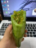 爾蝶山東頭茬羊角蜜甜瓜5斤羊角脆甜多汁瓜香瓜新鮮水果生鮮現(xiàn)摘 精選3斤裝 曬單實(shí)拍圖