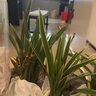 翁源蘭花苗建蘭黃金小神童富貴吉祥四季濃香盆栽好養(yǎng)植物原盆土發(fā) 小神童5苗【大壯苗】簡易盆土 曬單實拍圖
