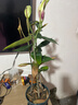 元井    香水百合花盆栽帶花苞花苗百合盆栽鮮花庭院陽(yáng)臺四季花卉 香水百合帶花苞(青山盆) 含盆 曬單實(shí)拍圖