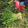 壽禾 芹菜種子香芹四季山芹陽(yáng)臺盆栽種菜蔬菜種秋冬季菜種籽 四季小香芹種子 80g桶裝 曬單實(shí)拍圖