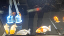 boxtech魚缸過濾器滴流盒魚池水族箱上過濾滴流槽三合一過濾器頂濾上濾盒 【套餐】滴流盒3層6盒+濾材+棉 曬單實拍圖
