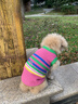 MIKI PAD狗狗衣服春秋條紋針織背心貓咪衣服寵物小型犬透氣比熊泰迪雪納瑞 彩虹條紋毛衣 L 胸圍43cm(參考體重10-15斤) 曬單實拍圖