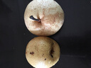皓謙 西域香妃新疆天山雪梨大果新鮮水果當(dāng)季脆甜酥梨白皮梨整箱禮盒 精品禮盒裝約4.5斤【隨機禮盒】 98 曬單實拍圖