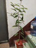 瑰季廣西防城金花茶樹(shù)苗花苞金花茶盆栽金茶花苗茶樹(shù)苗名貴茶花 金花茶3年苗（當年開(kāi)花） 含盆 曬單實(shí)拍圖